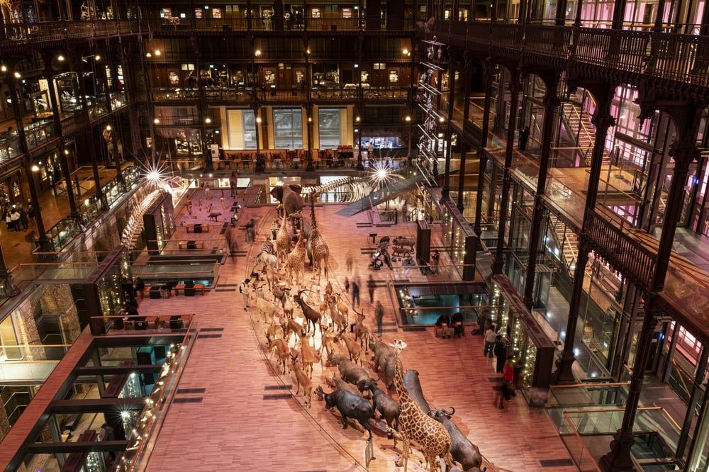 Chinese Woman Arrested in Paris Natural History Museum Gold Heist