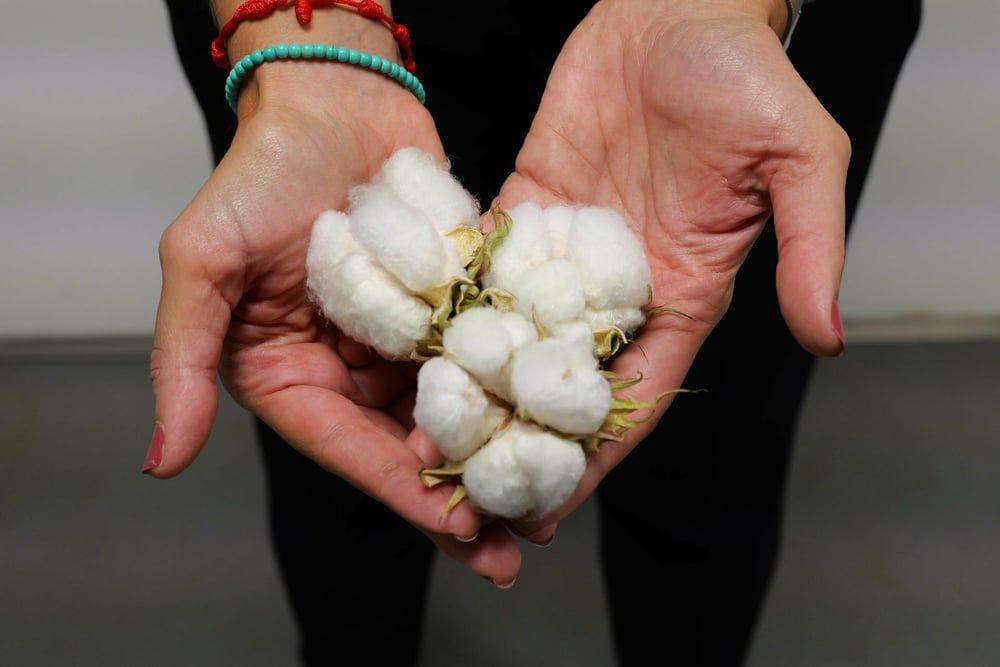 Cotton Futures Surge to Eight-Week High Amid Supply Concerns
