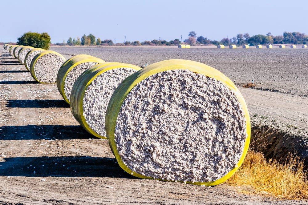 Global Cotton Shortage Fuels Shift in Trade Amid US Drought and China Sanctions