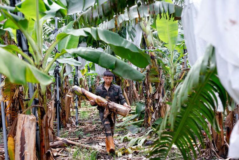 Taiwan Turns Banana Waste Into Sustainable Textiles